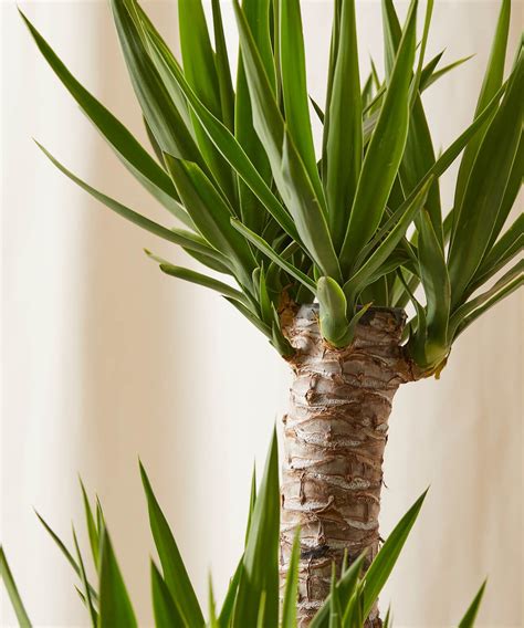 gucci plant|yucca plant indoors.